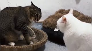Kompilasi Video Kucing Berantem Part 1 by RINO PRIATAMA 131 views 1 month ago 8 minutes, 25 seconds