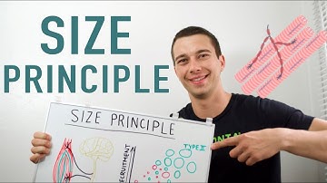 Size Principle of Motor Unit Recruitment Explained