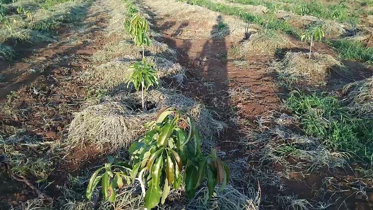 24 Jan 2025 New Avocado commercial block (Tzaneen)