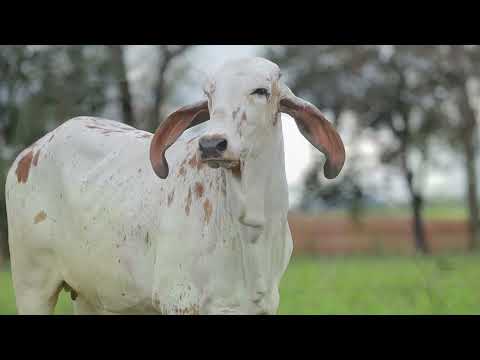 LOTE 12   CAL 15125 ÂMBAR FIV CAL