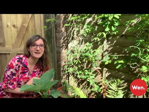 Видео: Beetroot Chard. Биеийн онцлог шинж чанар, сорт ба тариалалт
