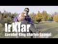 Köpek Irkları -  Cavalier King Charles Spaniel