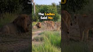 The lion was defeated by the united ladies.#lion #animalworld #lionesses