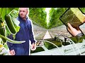 Advanced Hydroponic Greenhouse Cucumbers 🥒 Soilless Farming in Rockwool