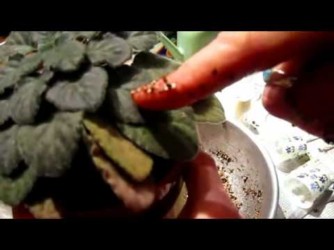 Video: Ako sa starať o štíhle Salamander v Kalifornii
