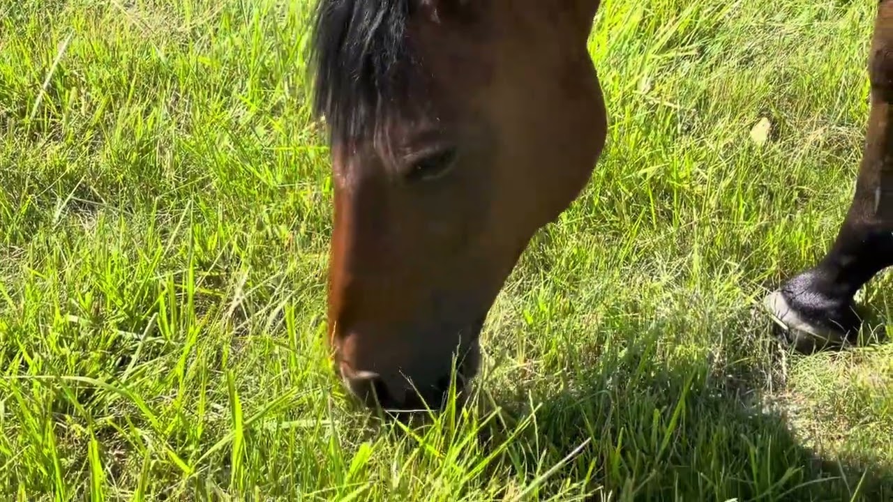 Kom med på tur over på sommerfoldene