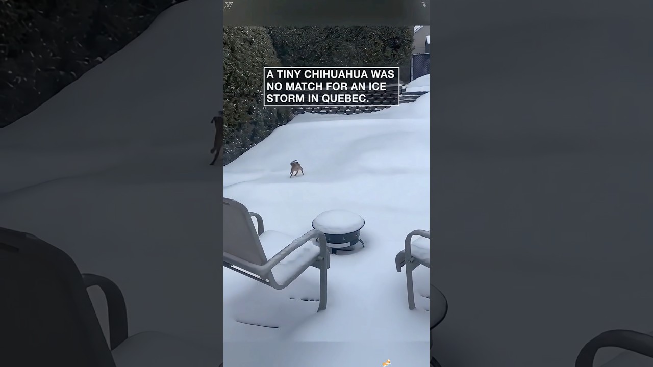 Dog:it’s slippery!😵‍💫