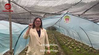 Fangfang Visits GanoHerb Organic Reishi Farm