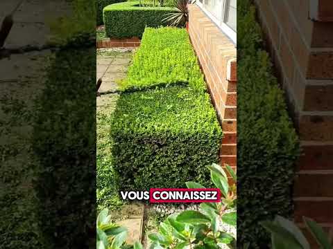 Jardin Jardinage Nettoyage Propre 