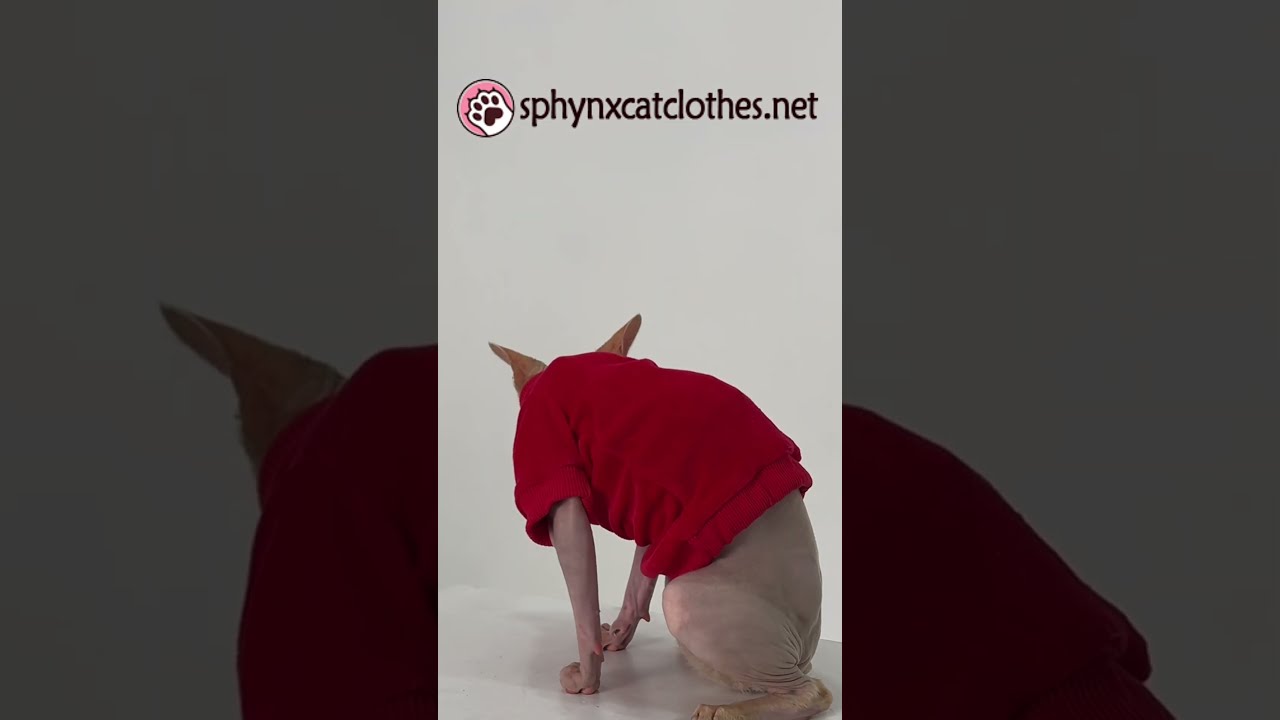 Velvet Cat Sweater: The Perfect Red for Christmas Time! 