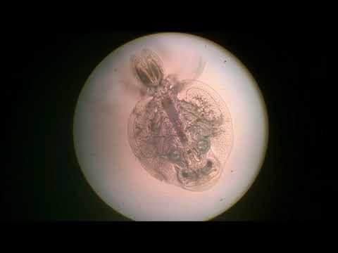 Video: Baltymų Identifikavimas Iš šaknies Ektoparazito Argulus Foliaceus (Linnaeus, 1758) Sekretorinių / Išskyrimo Produktų (SEP) Atskleidžia Unikalius Išskiriamus Baltymus Iš Hematotopin