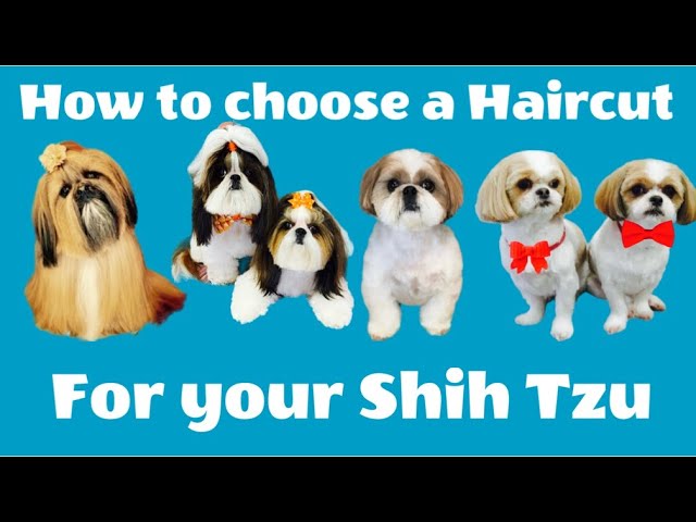 shih tzu hair cuts styles - Yahoo Search Results | Shih tzu haircuts, Dog  grooming shih tzu, Shih tzu grooming