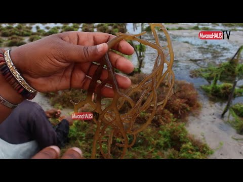 Video: Jinsi Ya Kusafisha Aquarium Ya Mwani Kijani Kwenye Glasi