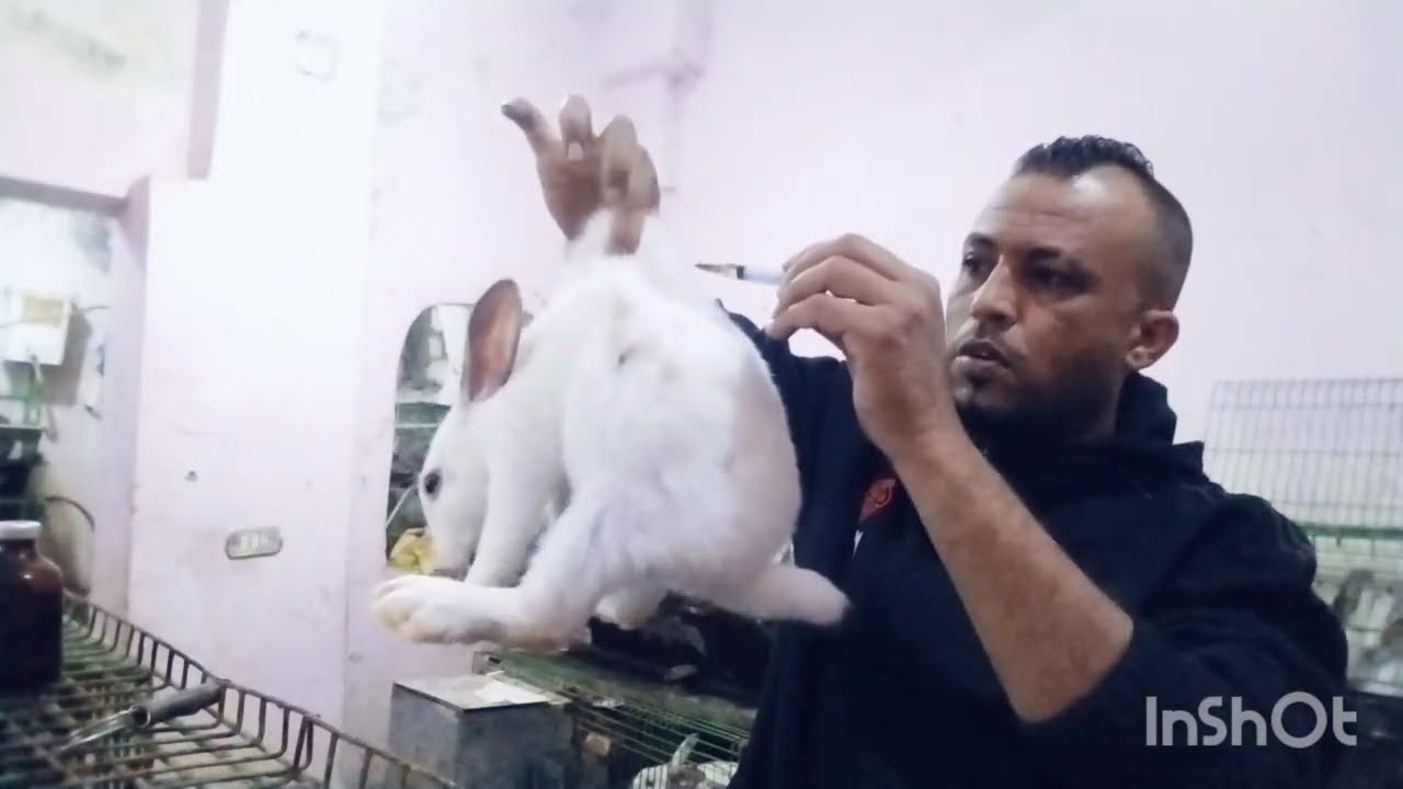 تسمين رهيب في الارنب 🔥 اعمل الحركه دي او الحركه الثانيه ما تنساش تدعي لي وارتفاع سعر اللحم قبل رمضان