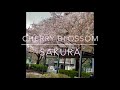 SAKURA / CHERRY BLOSSOM