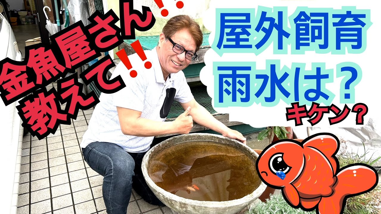 【金魚屋が教える】金魚に雨水ってよくないの？屋外飼育の良さ、お伝えします！【ナルホド飼育話】
