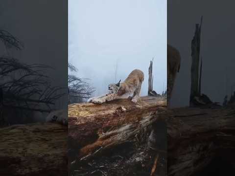 a Beleza do LINCE #linceiberico #lince #animais #planetaazul