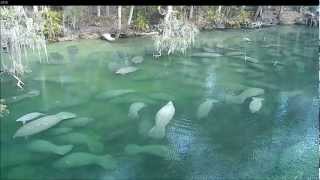 Manatee Aggregation