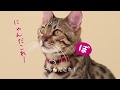 猫首輪ハゲに悩む猫ちゃんに！ぽぽねこの唄　猫首輪篇｜ぽぽねこ公式