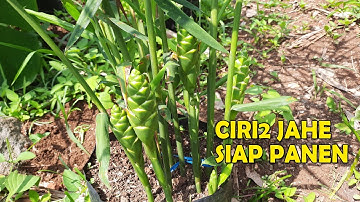 Jahe Merah Berbunga, Tanda-tanda Jahe Siap Panen