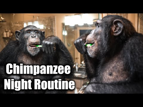 Chimpanzee Night Routine | Myrtle Beach Safari