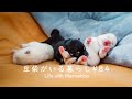 【生後2日】豆柴子犬3兄妹のリアル