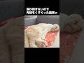 猫が起きないので肉球をくすぐった結果...笑#shorts