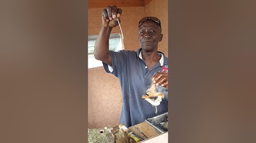 How to remove a conch from its shell