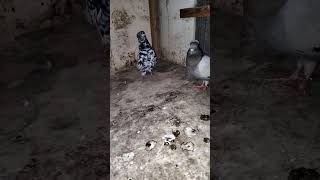 Голуби Узбекистан@ Pigeons Uzbekistan@ Tauben Uzbekistan. Oʻzbekiston kabutarlari.