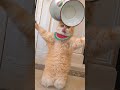 My cat steals treats every time while I'm sleeping.