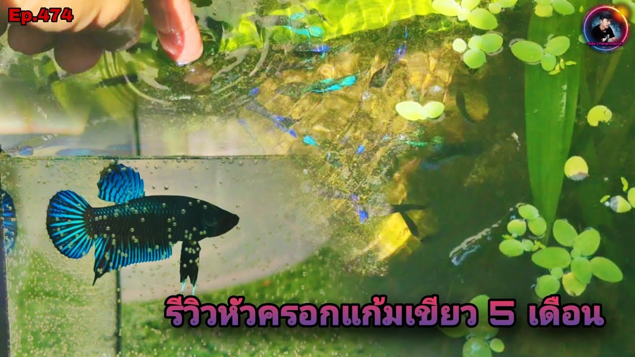 รีวิวปลากัดตามคำขอFc ลูกปลาแก้มเขียว5 เดือน ลอยถังฟอร์มเนื้อตัวเริ่มสวย(Betta splendens)