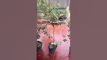 Tán cao tán thấp đủ thể loại #simrừng #hoasim  #câysimrừng