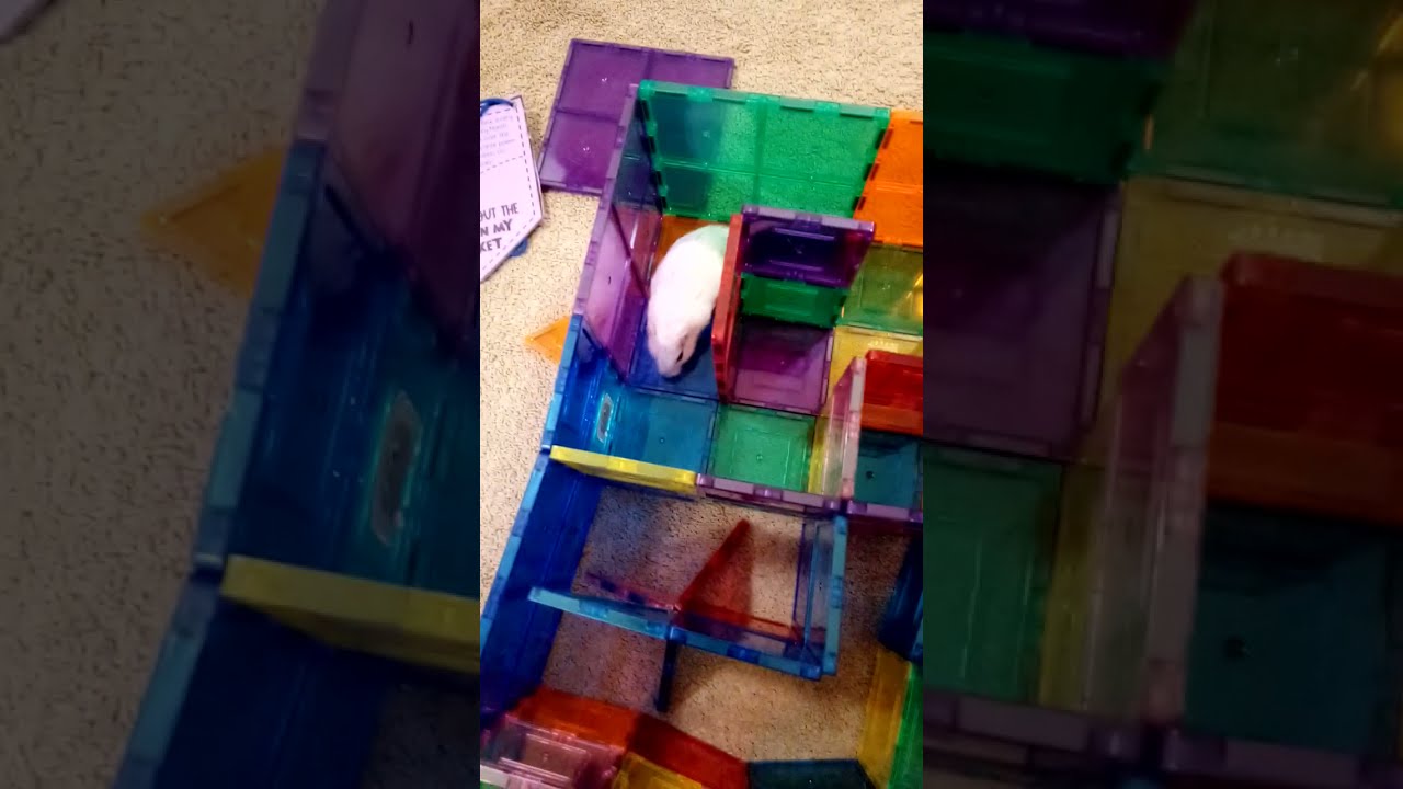Gerbil Maze LVL 1 and 2 YouTube