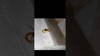 Scorpion Sting Itself