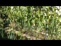 High Density Espalier Gardener - Corn - 11-08-15 Update
