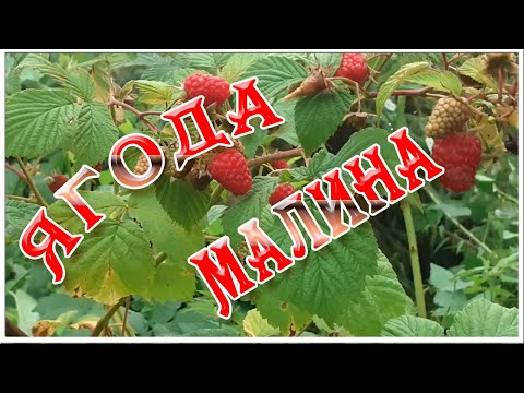 Ягода малина. Натуральные футажи hd и видеофоны малина