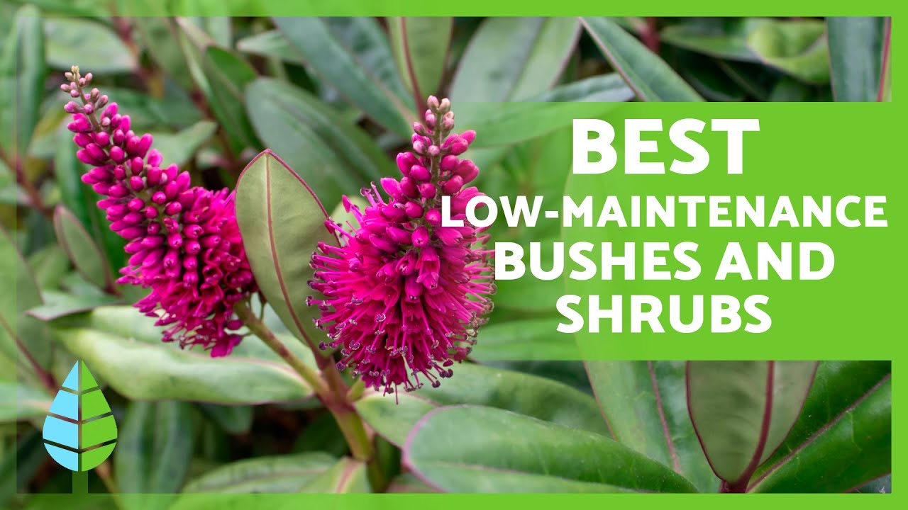 10 Low-Maintenance SHRUBS🌿🌺