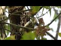 Dryobates mixtus / Carpintero Bataraz Chico / Checkered Woodpecker