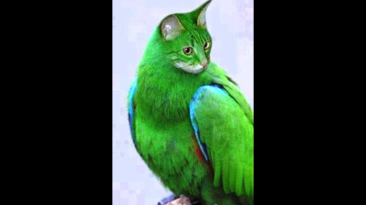 Inilah 5 Burung Terunik di Dunia 