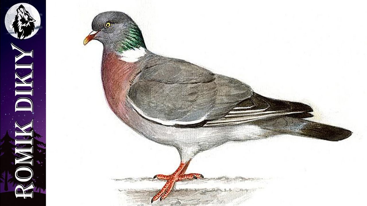 Охота на вяхиря. Продолжение.