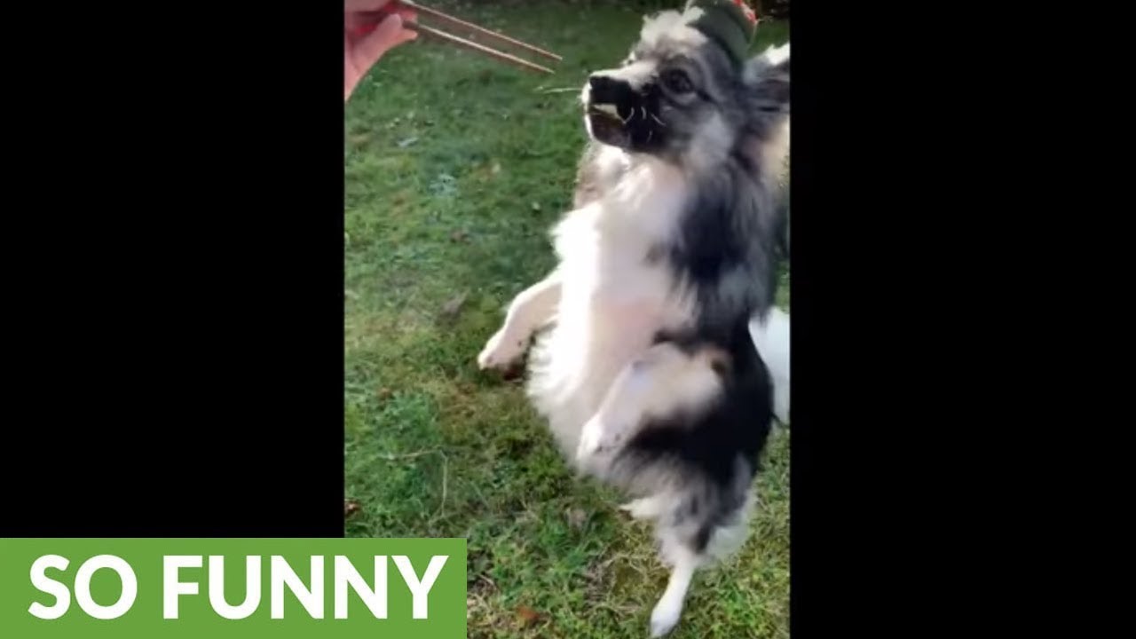 videos for cats Puppy dressed as sushi eats sushi from chopsticks