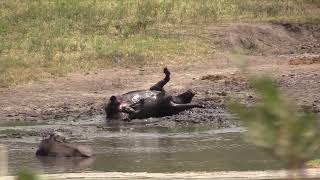 🦬 Buffalo Enjoys a Mud Bath | Kruger National Park 🌿