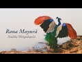 Nadika weligodapola  rana mayur official audio