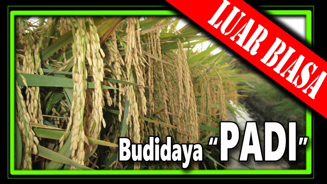 Cara Merawat Padi Agar Panen Melimpah - Berbagi Rawat