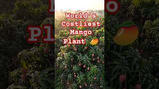 World’s Costliest Mango 😱 Japanese Miyazaki Mango Explained
