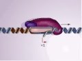 Dna transcription promoter  biochmeistry animations