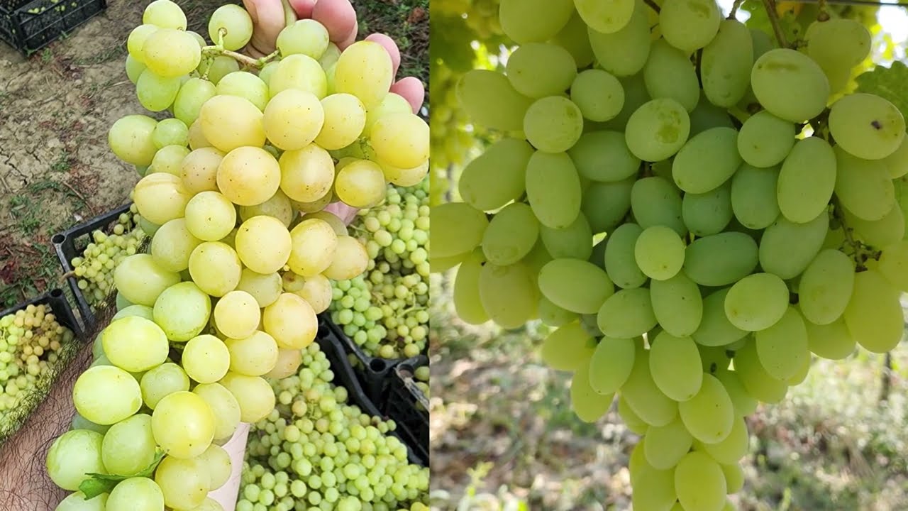 ვაზის გასხვლა  18/01/24