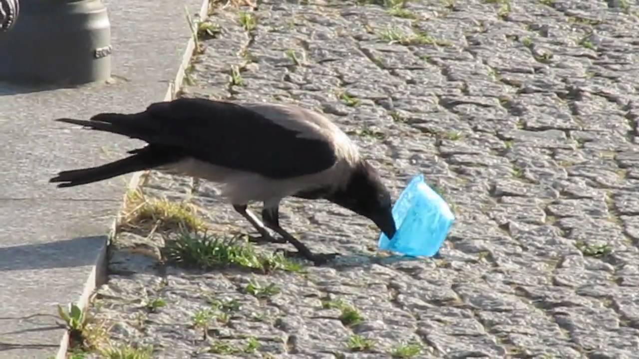 Nebelkrähen, Hooded crows (Corvus cornix in Berlin)