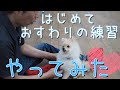 子犬のしつけ ポメラニアンの子犬と初めておすわりを練習したよ！【おすわりの教え方】