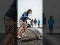 Marine Biologist Work Quickly To Save A Stranded Elephant Seal In Need!